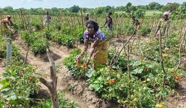 Productrice récoltant des tomates sur une parcelle maraîchère