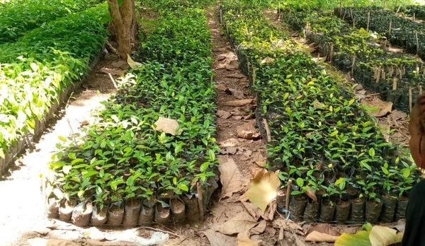 Pépinière de plants forestiers en sachets
